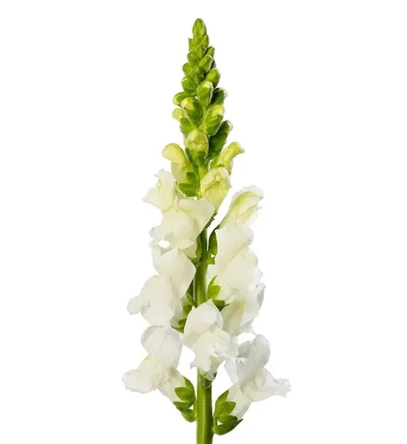 Snapdragon - Avignon White II