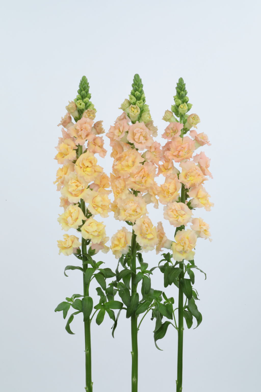 Snapdragon - Snapstar Champagne