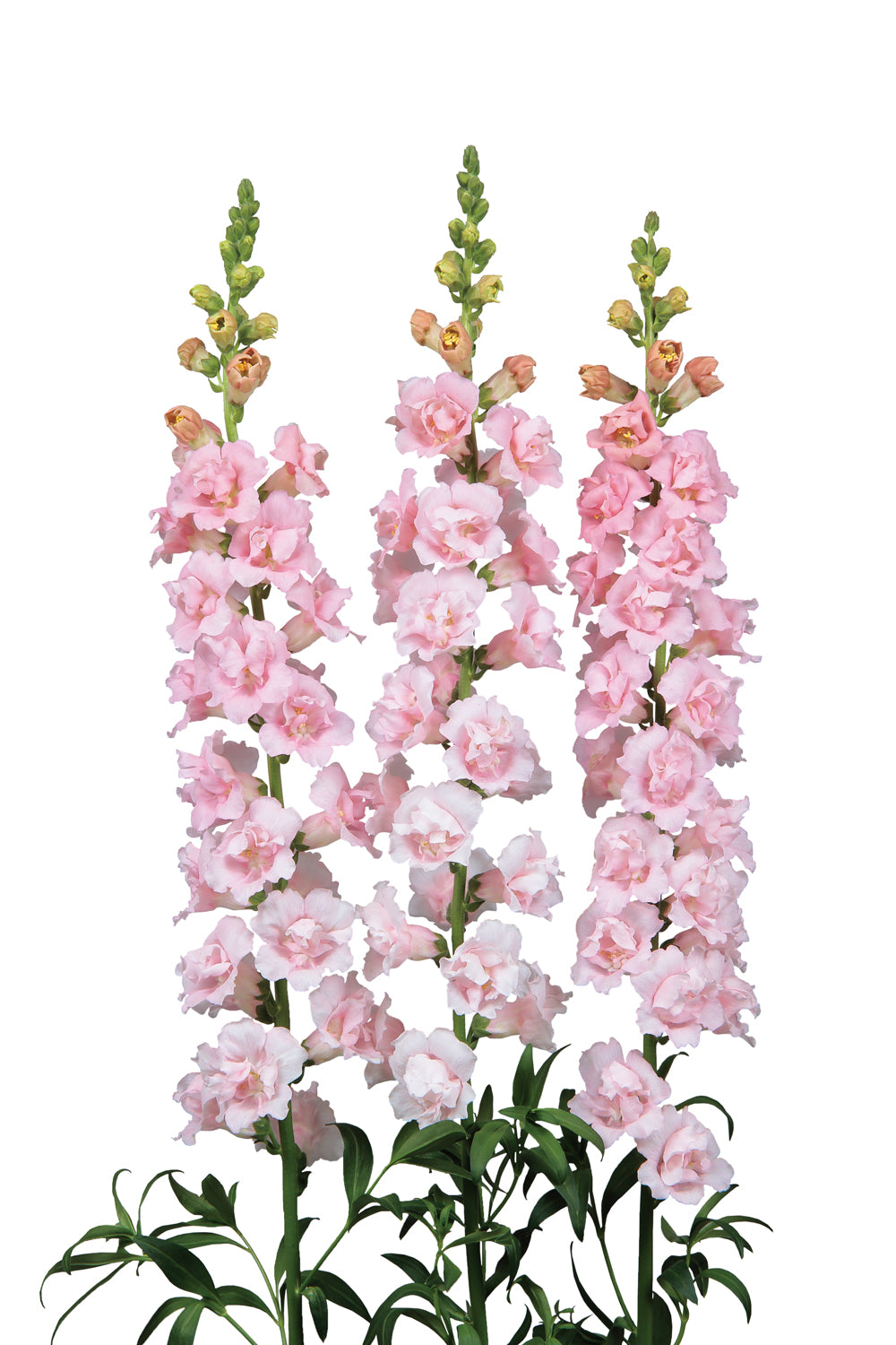 Snapdragon - Snapstar Pink