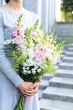 Snapdragon - Snapstar Pink