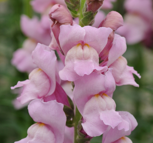Snapdragon - Potomac Lavender