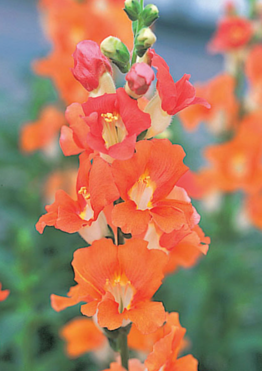Snapdragon - Chantilly Bronze