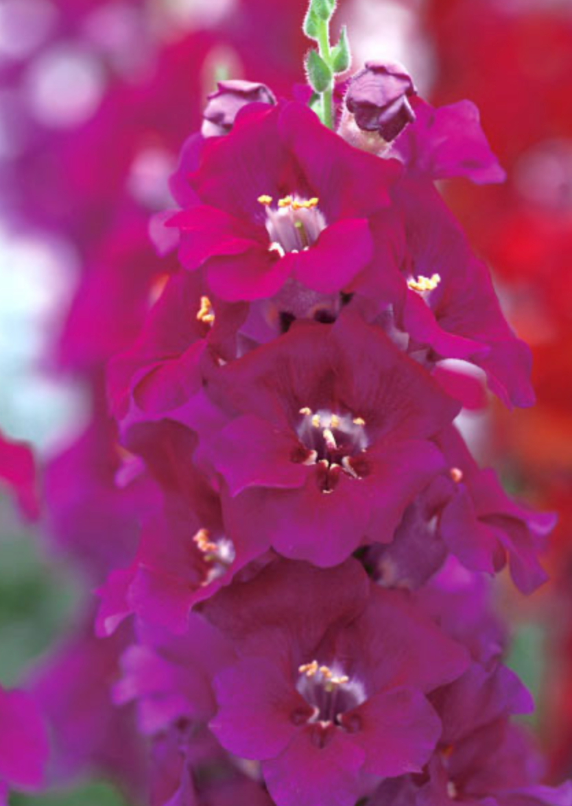 Snapdragon - Chantilly Purple