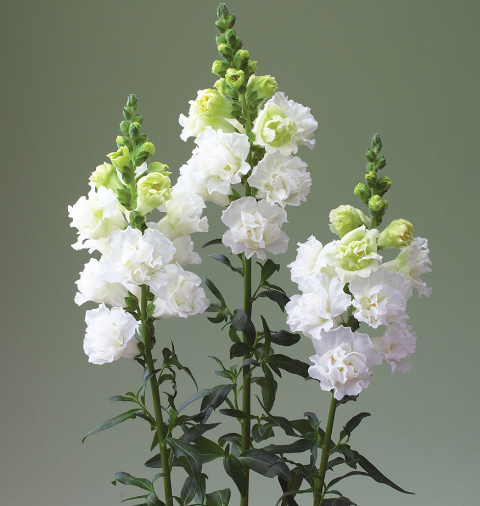 Snapdragon - Legend Double White