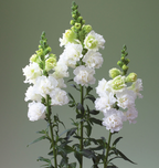 Snapdragon - Legend Double White