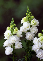 Snapdragon - Legend Double White