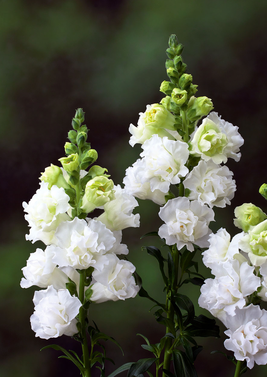 Snapdragon - Legend Double White