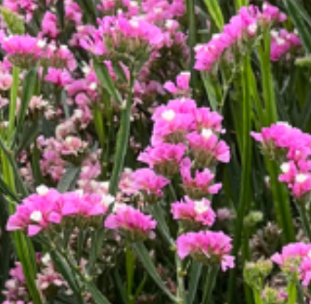 Statice - Hipster Rose