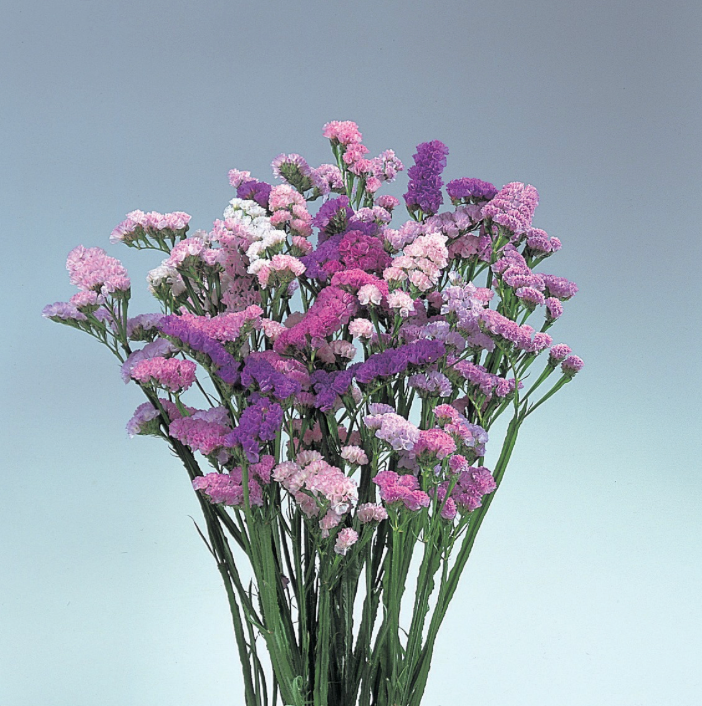 Statice - Pastel Shades