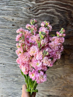 Stock - StoX® Antique Rose