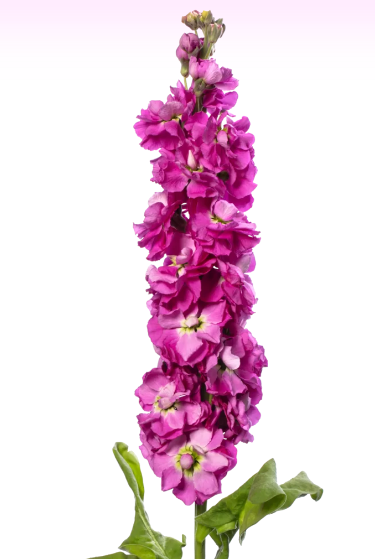 Stock - Anytime Rose