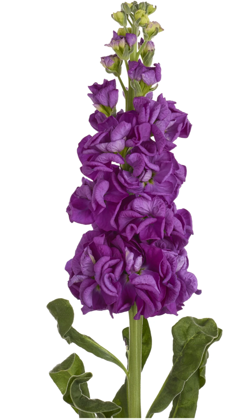 Stock - Iron Purple