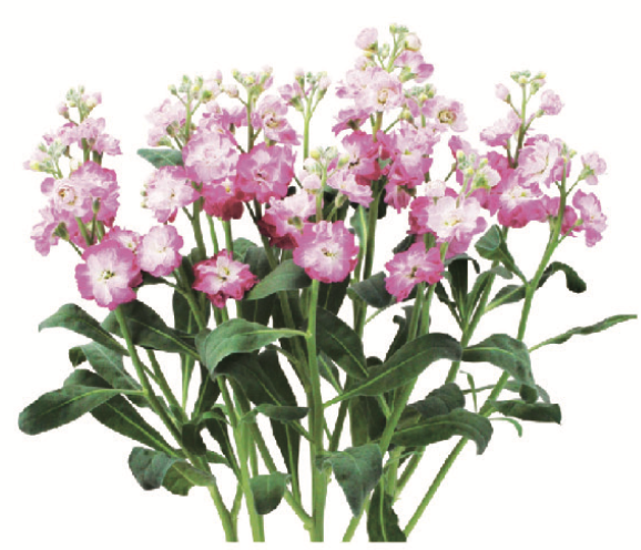 Stock - Quartet Pink Blush