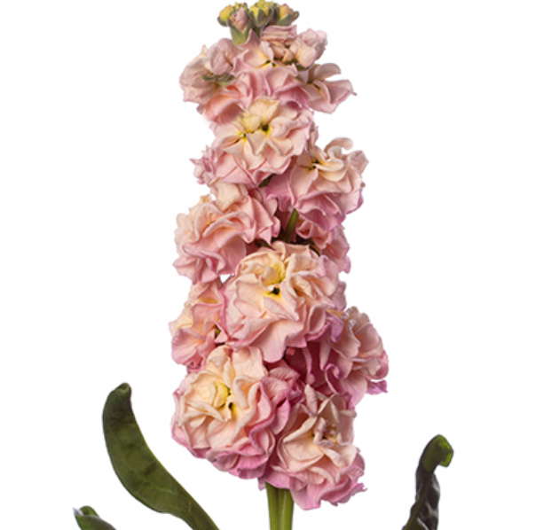 Stock - StoX® Champagne