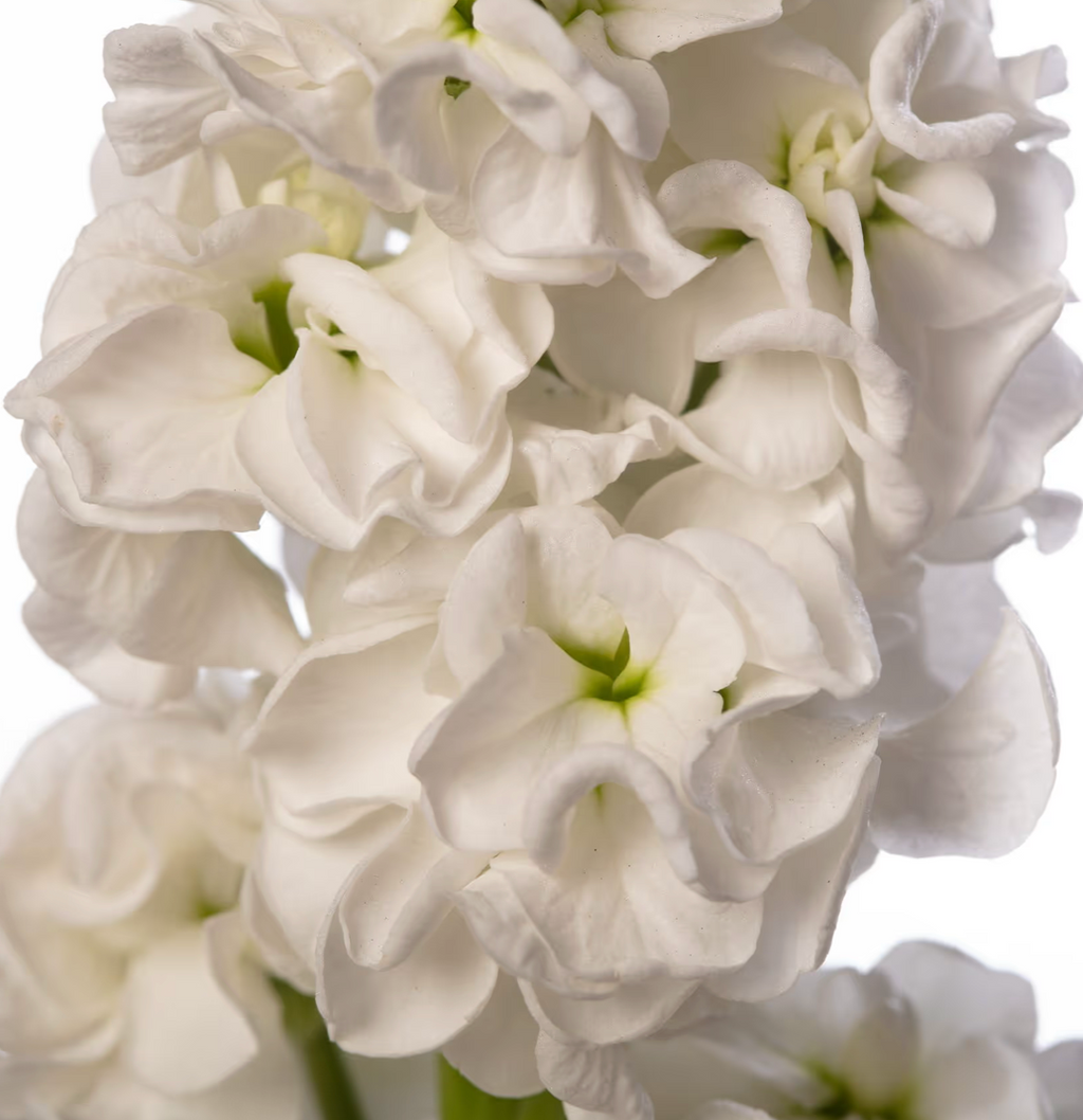 Stock - StoX® White
