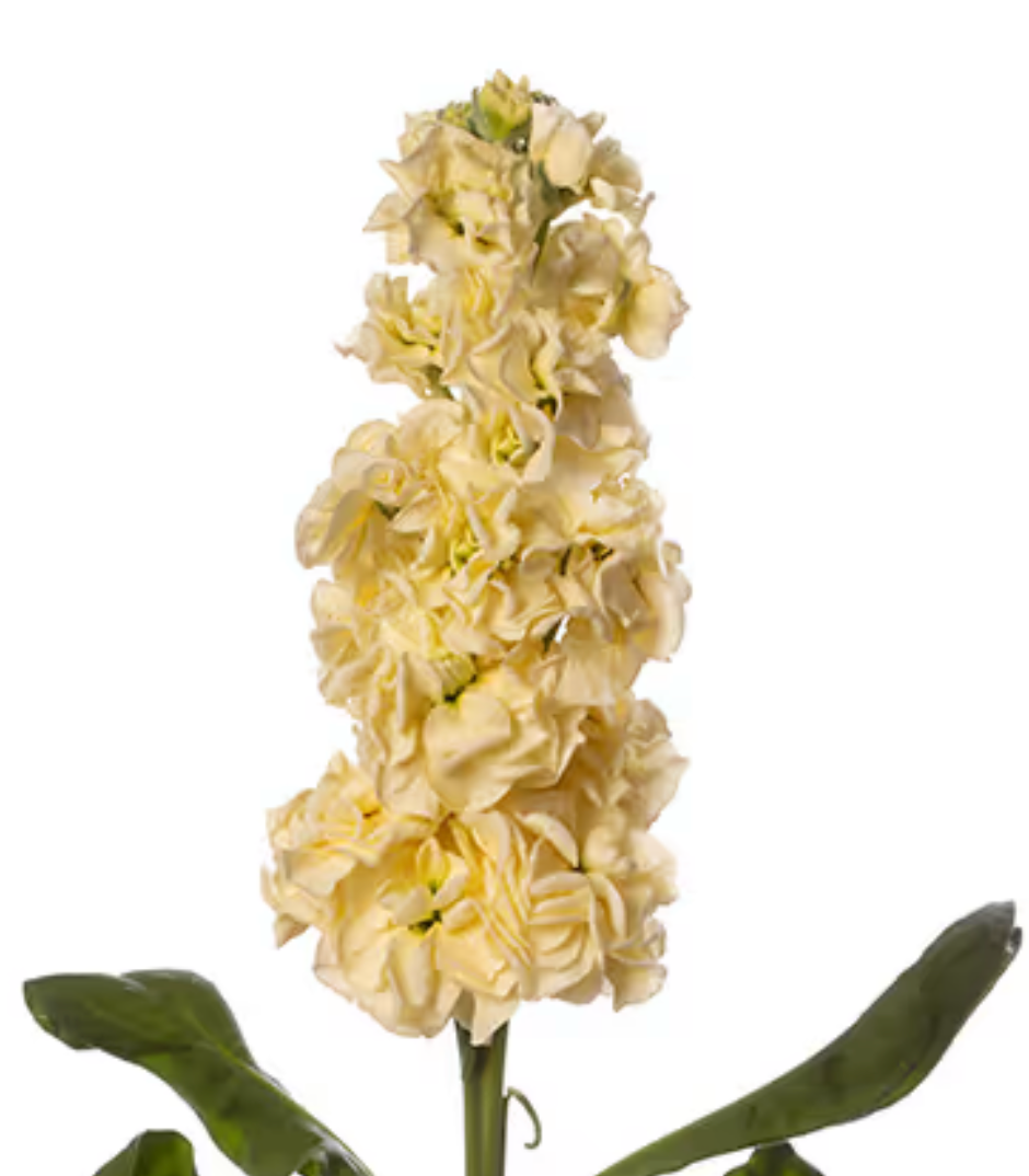 Stock - StoX® Yellow