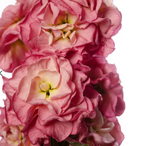 Stock - StoX® Antique Rose