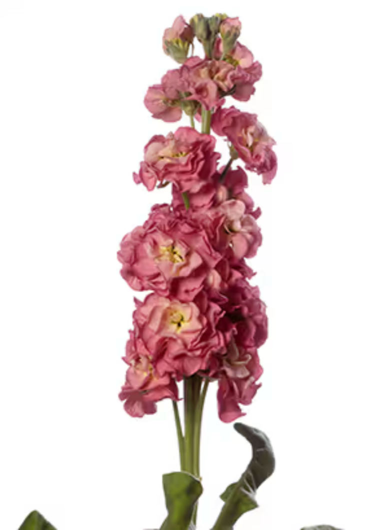 Stock - StoX® Antique Rose