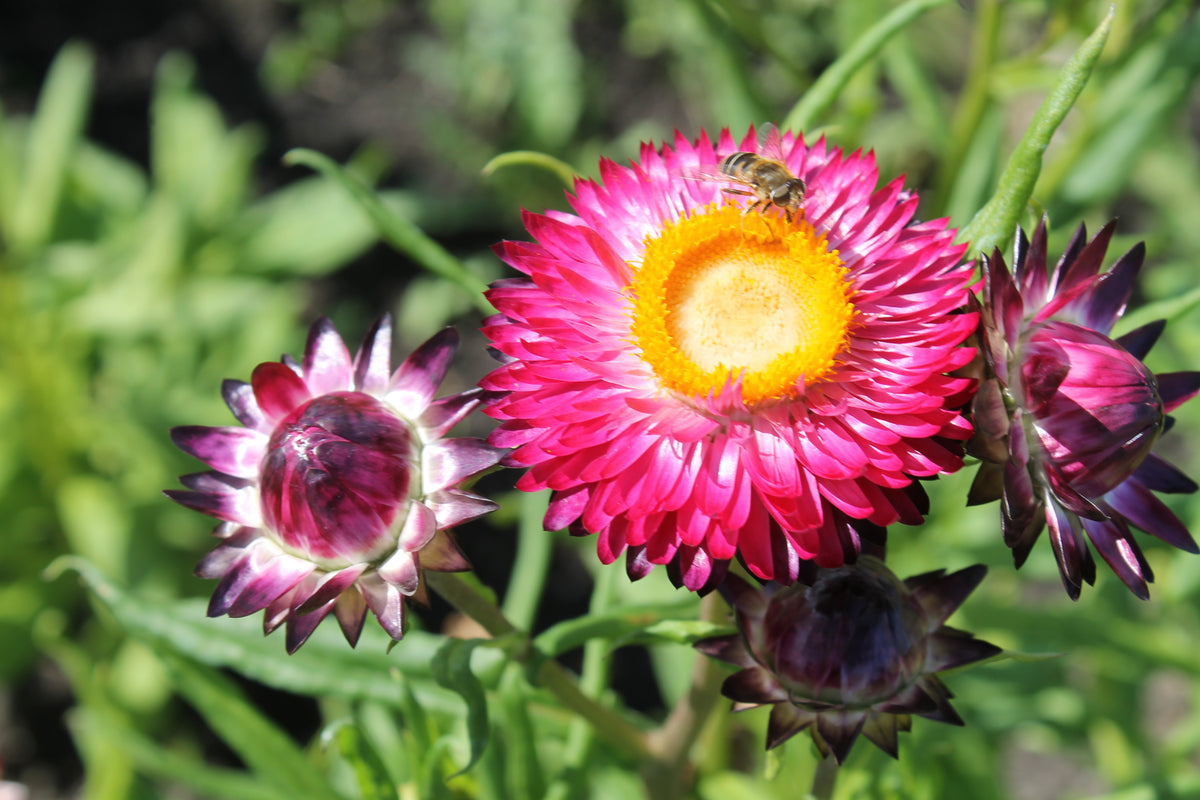 Strawflower - Purple Red