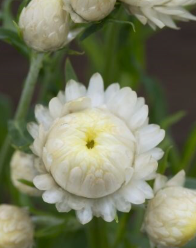 Strawflower - Frosted Sulphur
