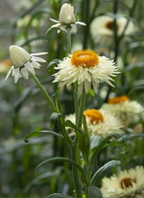 Strawflower - Frosted Sulphur