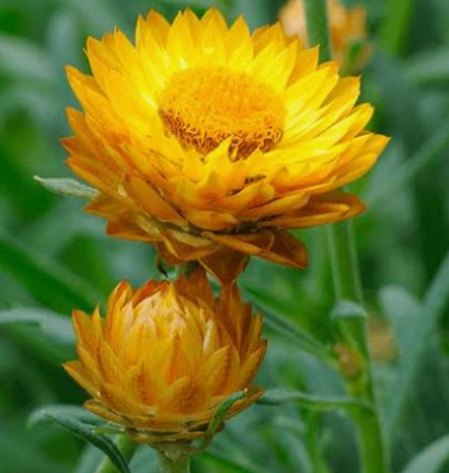 Strawflower - Golden Yellow