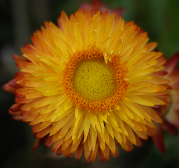 Strawflower - Orange