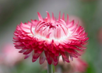 Strawflower - King Size Raspberry Rose