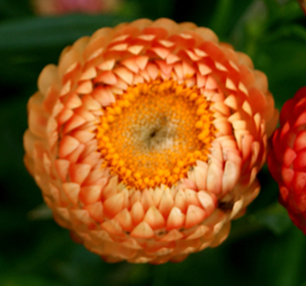 Strawflower - Salmon Rose