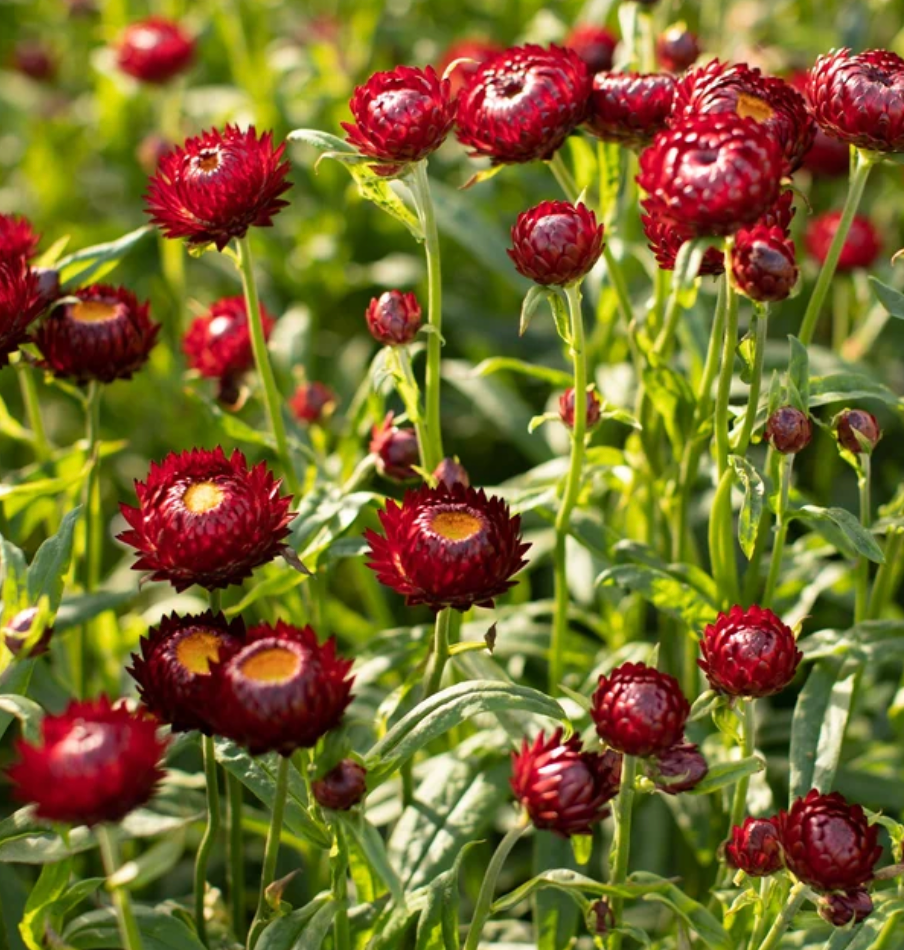 Strawflower - Scarlet