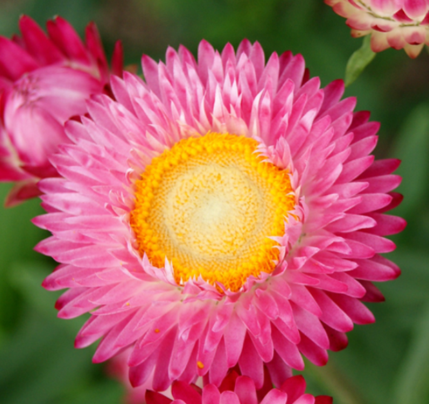 Strawflower - Silvery Rose