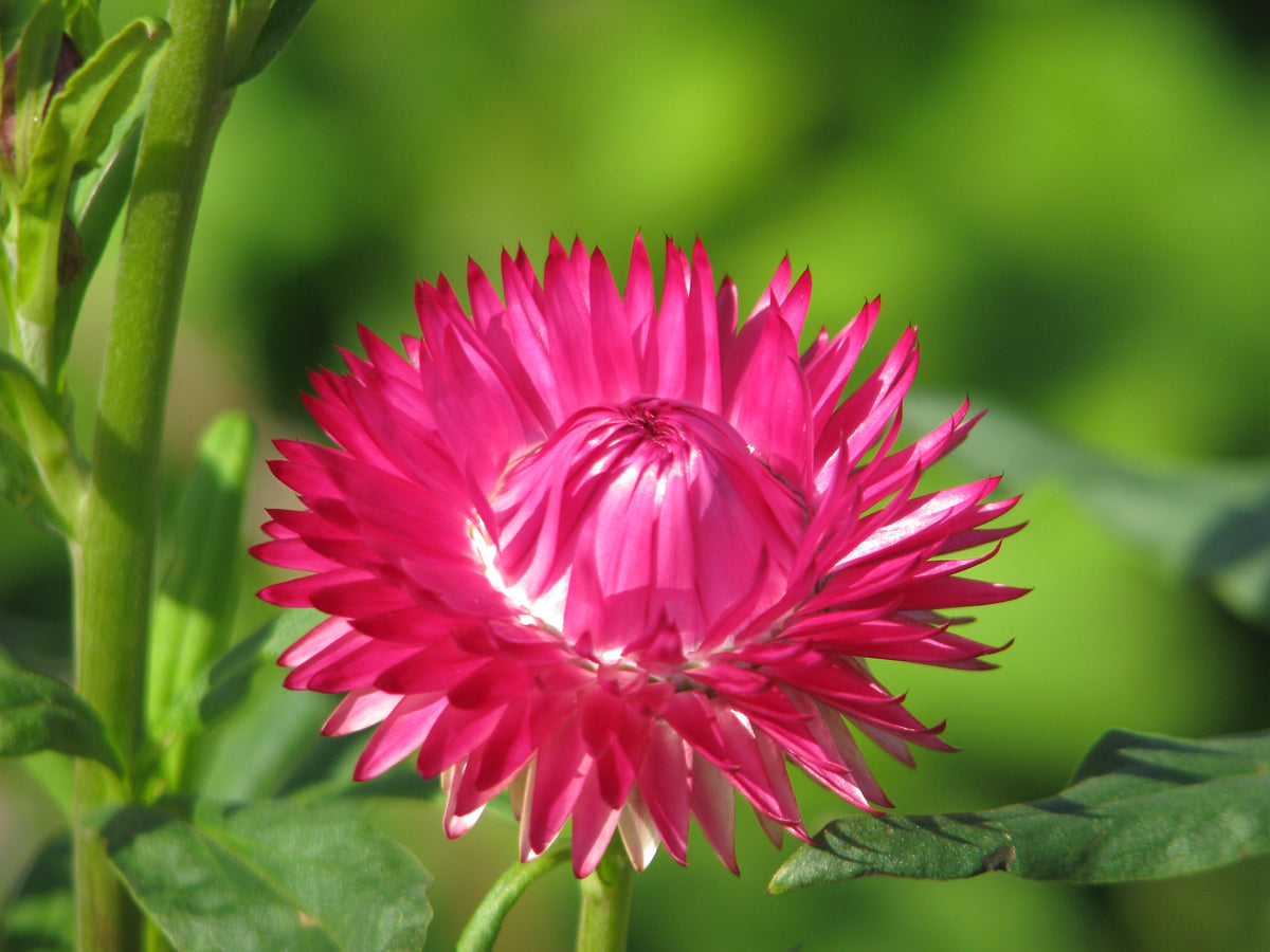 Strawflower - Bright Rose