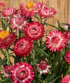 Strawflower - King Size Raspberry Rose