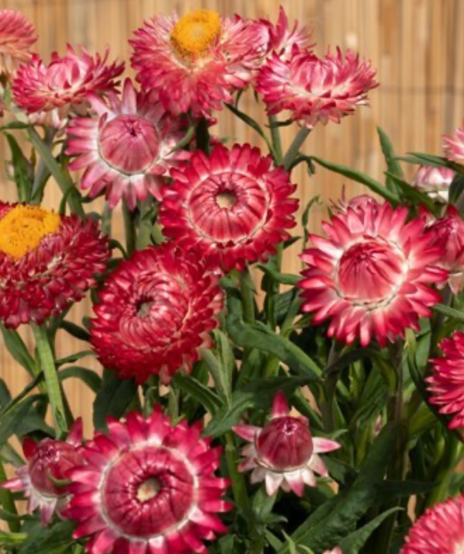 Strawflower - King Size Raspberry Rose