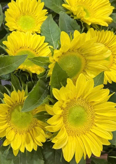 Sunflower - ProCut Lemon Lite