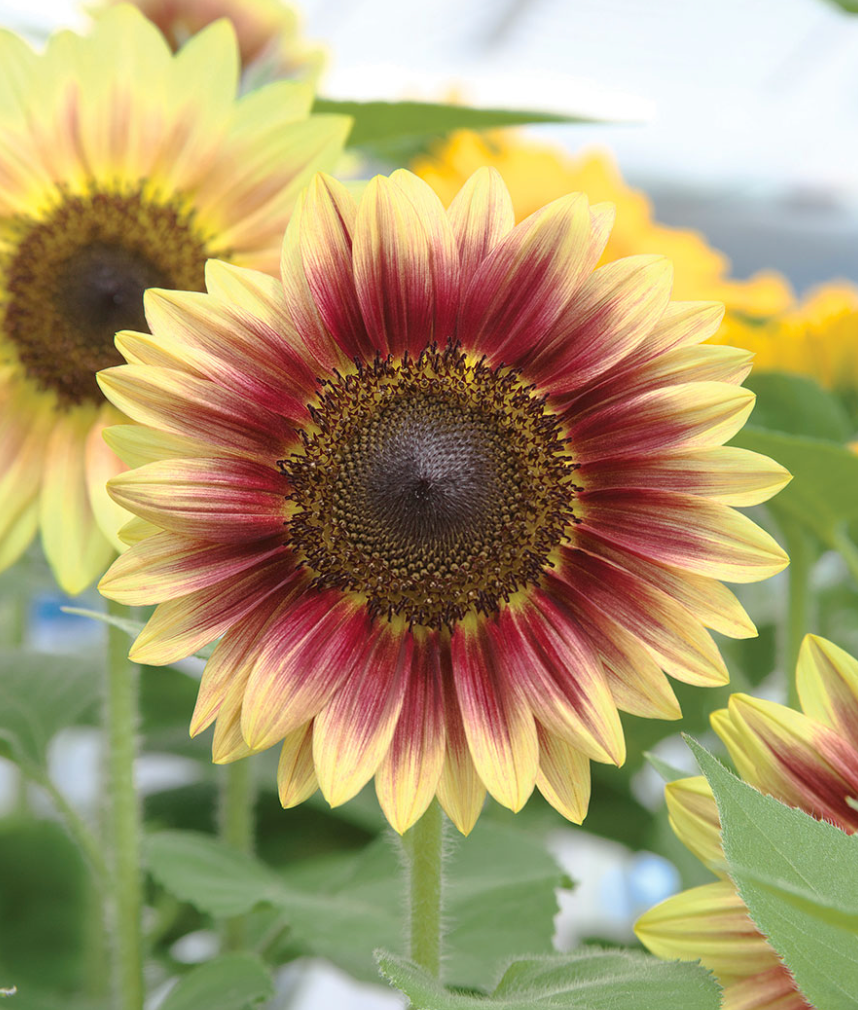 Sunflower - Marley