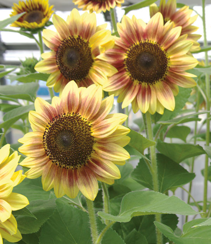 Sunflower - Marley