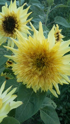 Sunflower - Starburst Mix