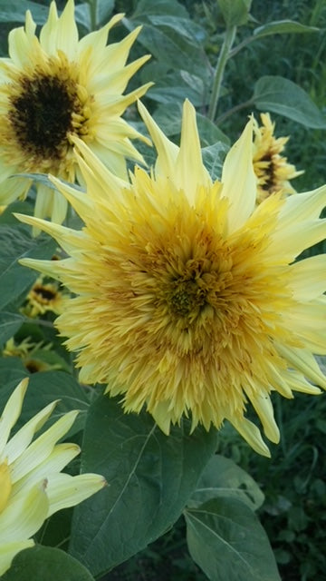 Sunflower - Starburst Mix