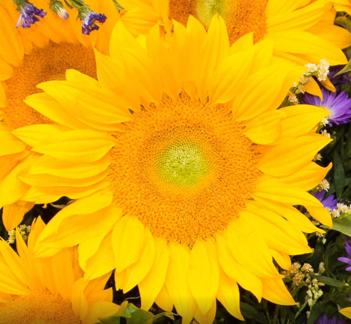 Sunflower - Vincent’s® Fresh DMR
