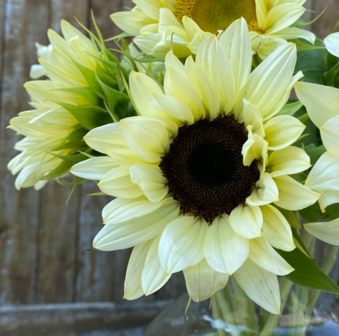 Sunflower - ProCut White Nite