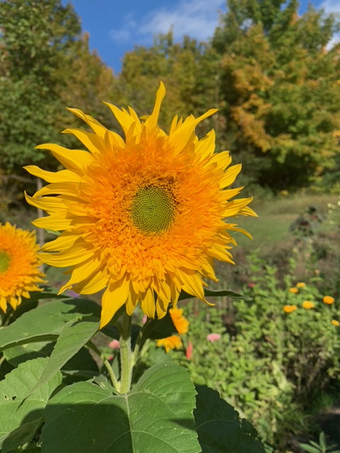 Sunflowers – AG Flower Seeds