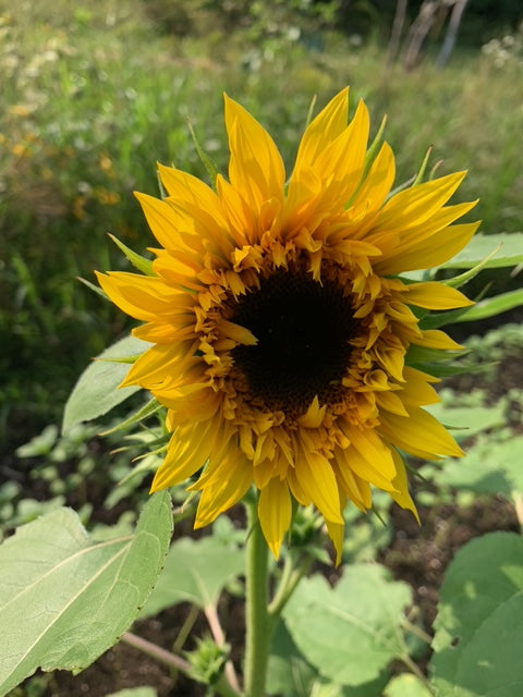 Sunflower - Starburst Mix