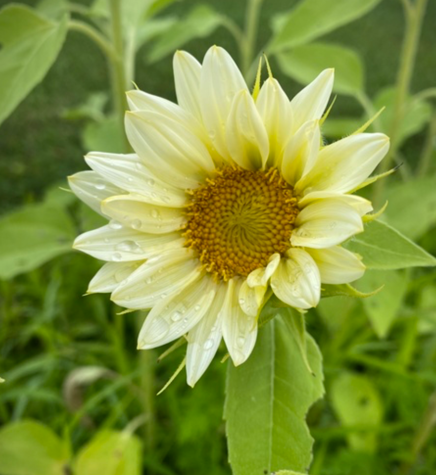 Sunflower - ProCut White Lite