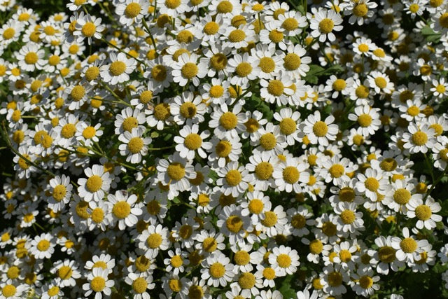Feverfew - QIS Tetra White Single
