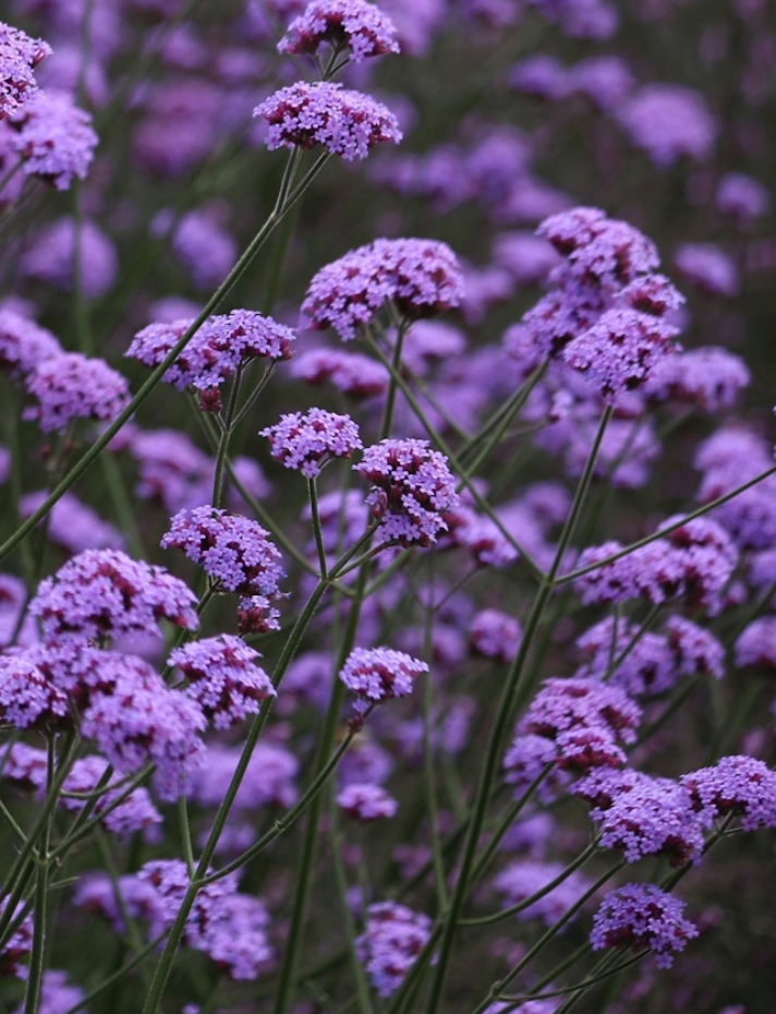 Verbena - Vanity
