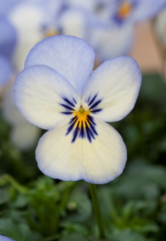 Viola - Floral Power Blue Picotee