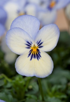 Viola - Floral Power Blue Picotee
