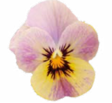 Viola - Caramel Rose Shades
