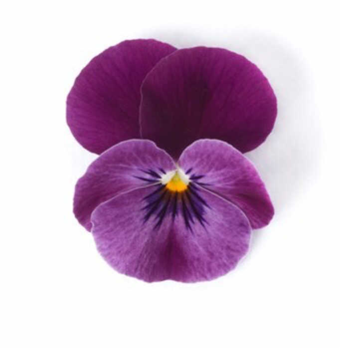 Viola - Floral Power Raspberry